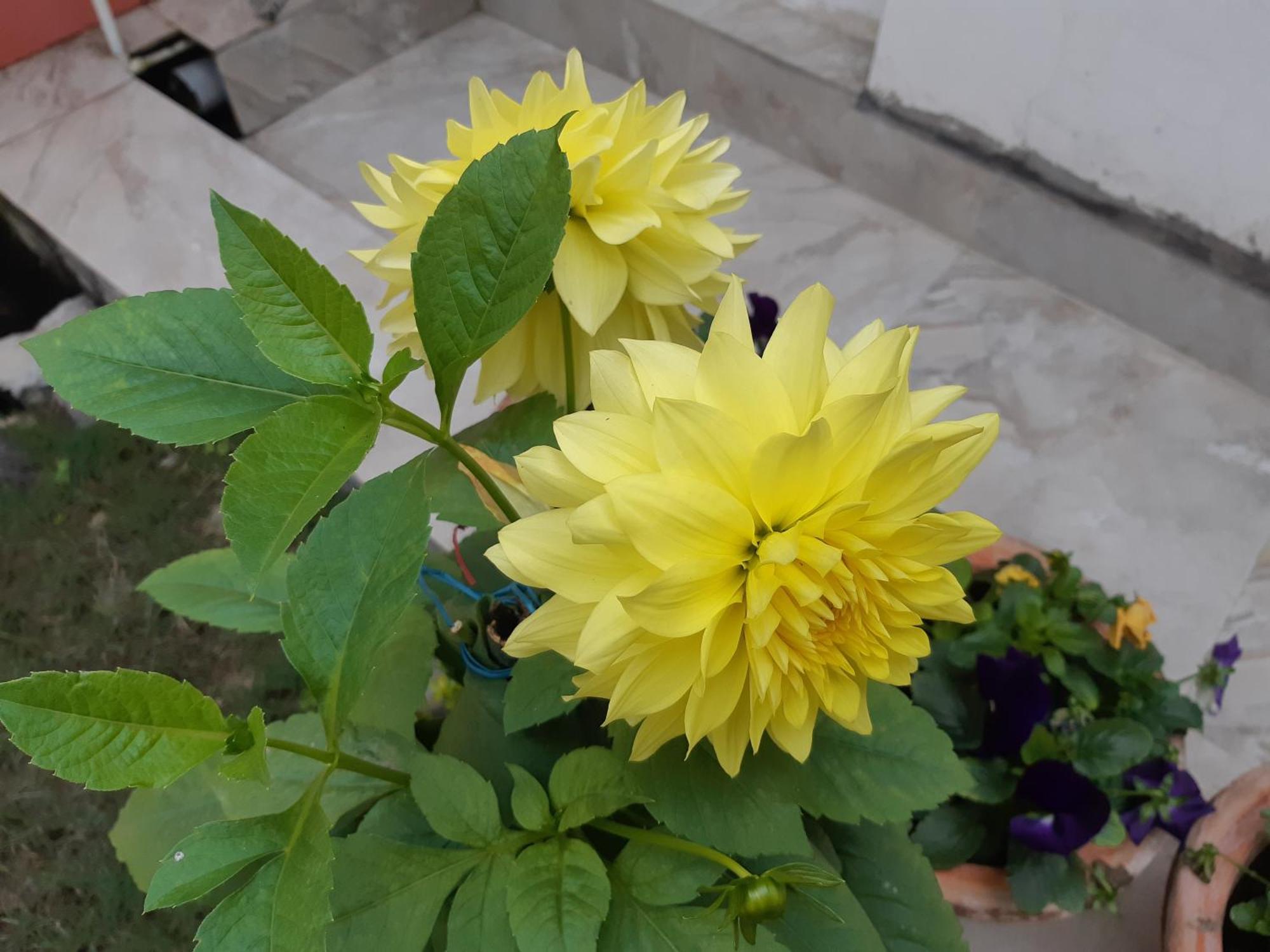 Fully Furnished Ish, Atithya Homestay With Various Amenities And Free Services In Lucknow, India Kültér fotó